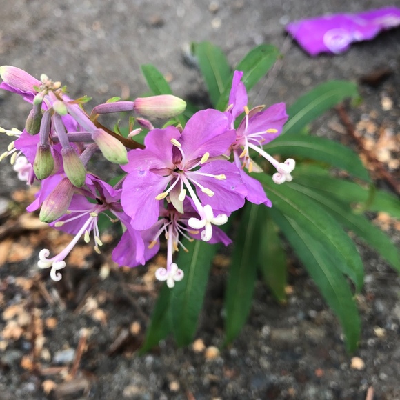 Meet your Posher, Riss - Picture 1 of 1